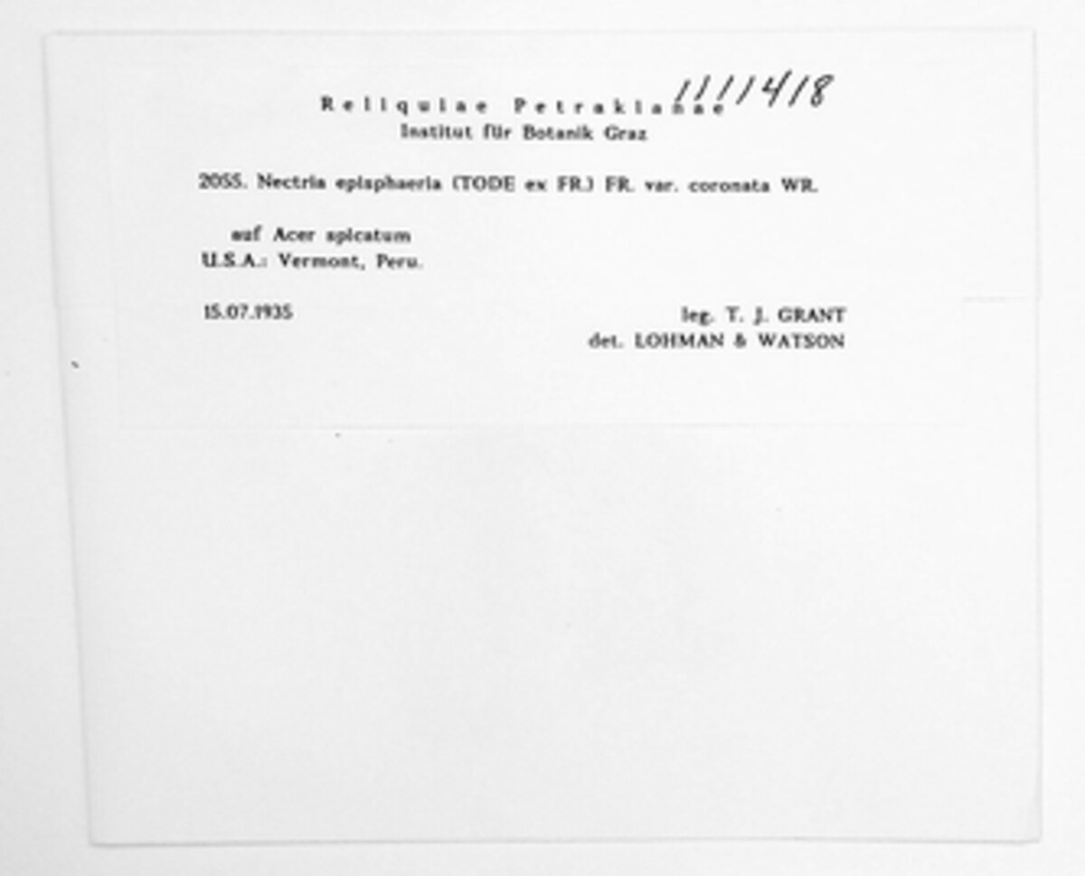 Stylonectria image